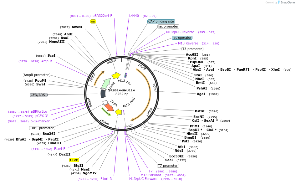 111309-plasmid-map-sequence-id-217159