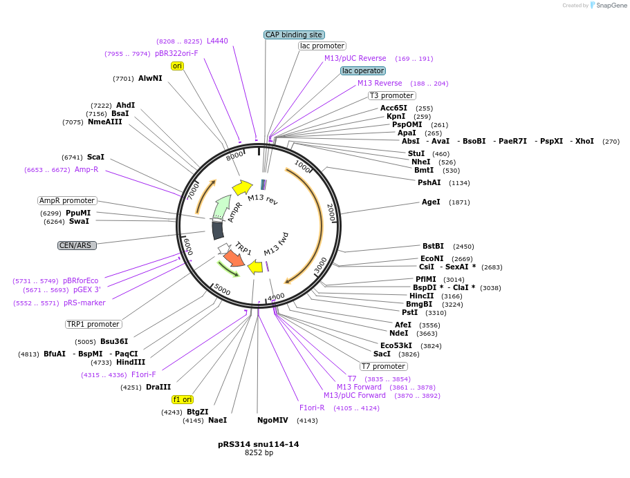 111311-plasmid-map-sequence-id-217161