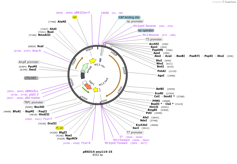 111312-plasmid-map-sequence-id-217162