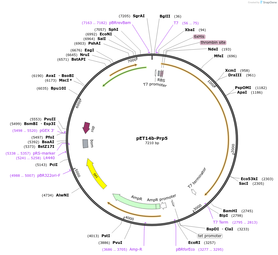 111347-plasmid-map-sequence-id-217164