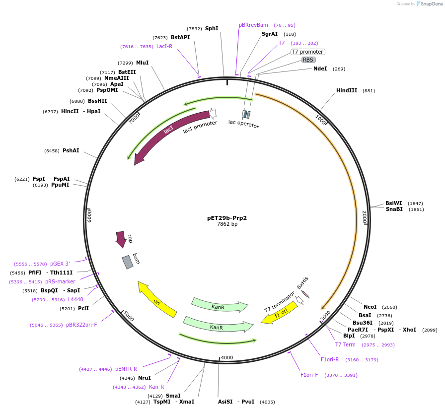 111348-plasmid-map-sequence-id-217174