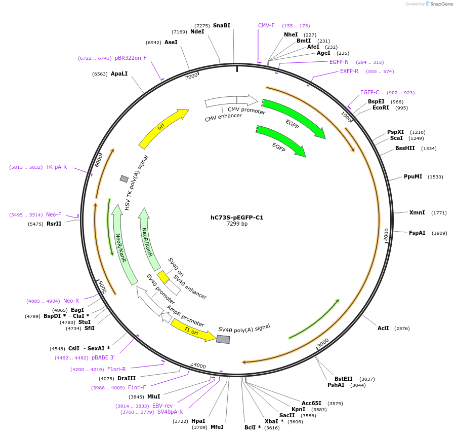 111540-plasmid-map-sequence-id-217175