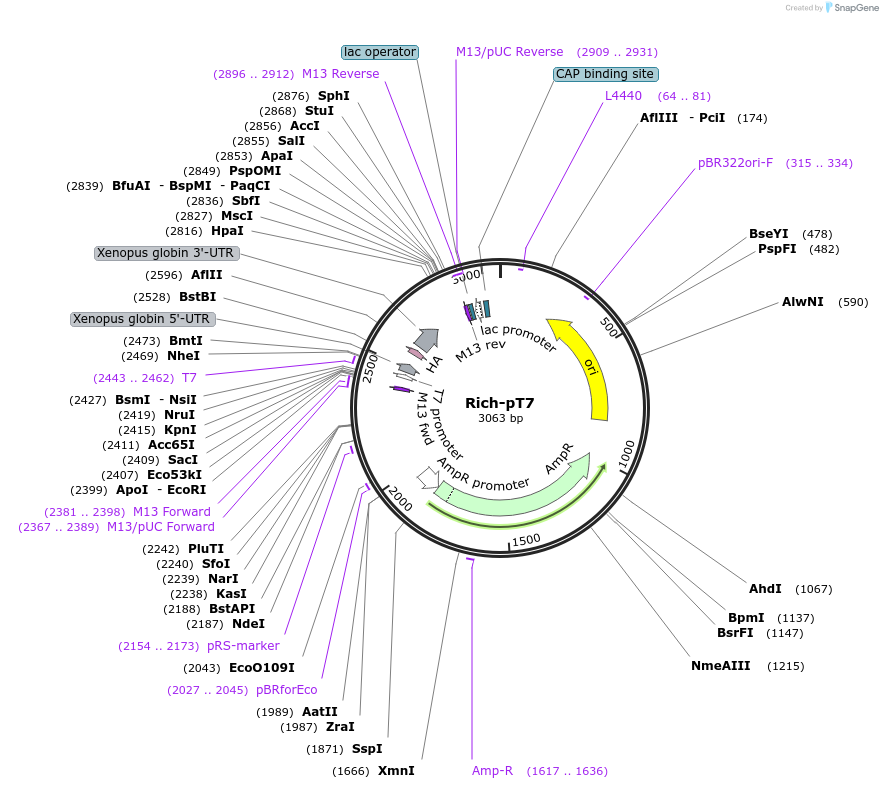 108445-plasmid-map-sequence-id-217180