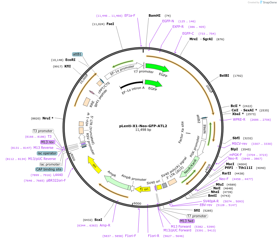 109020-plasmid-map-sequence-id-217182