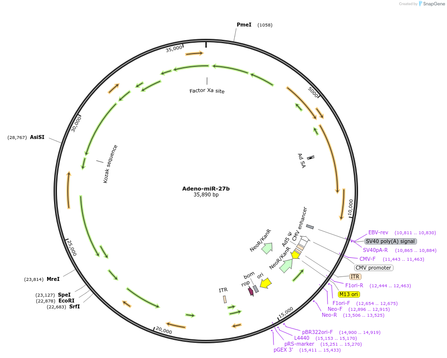 112539-plasmid-map-sequence-id-217184