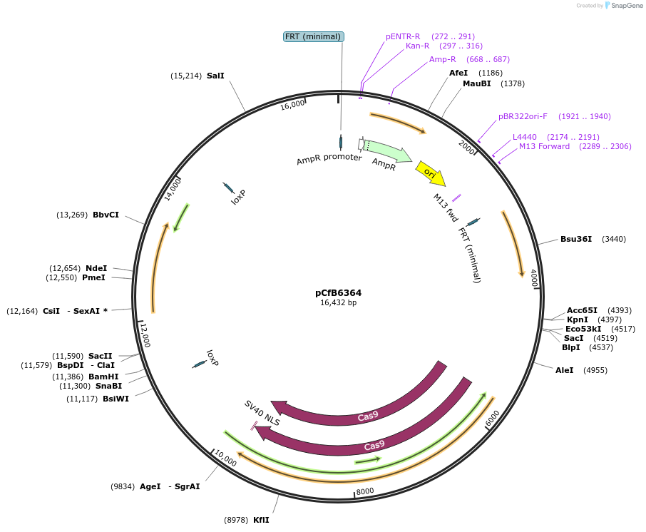 106151-plasmid-map-sequence-id-217185