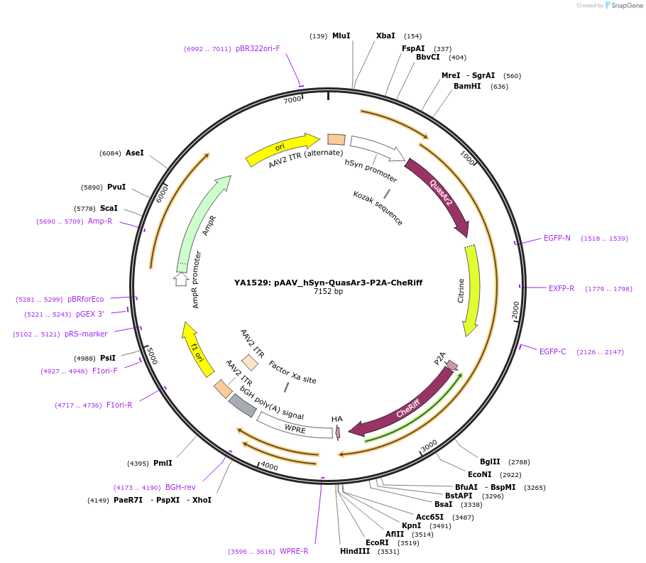 107700-plasmid-map-sequence-id-217193