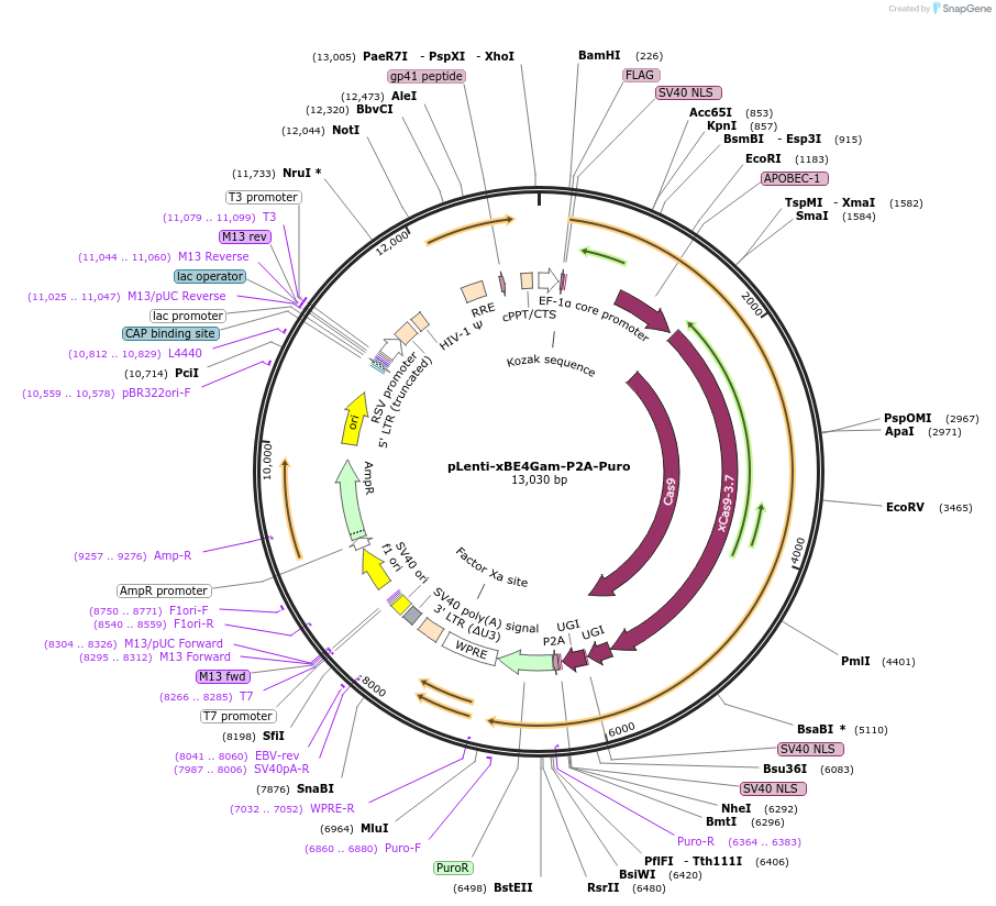 112676-plasmid-map-sequence-id-217196