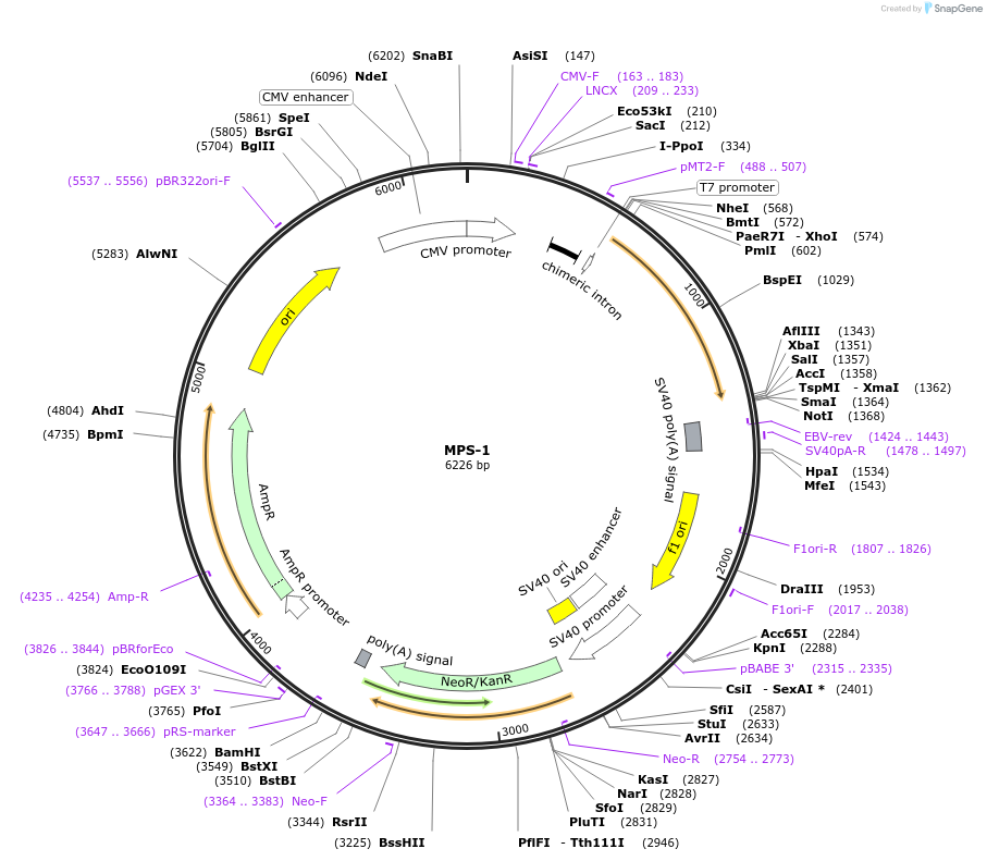 113057-plasmid-map-sequence-id-217203