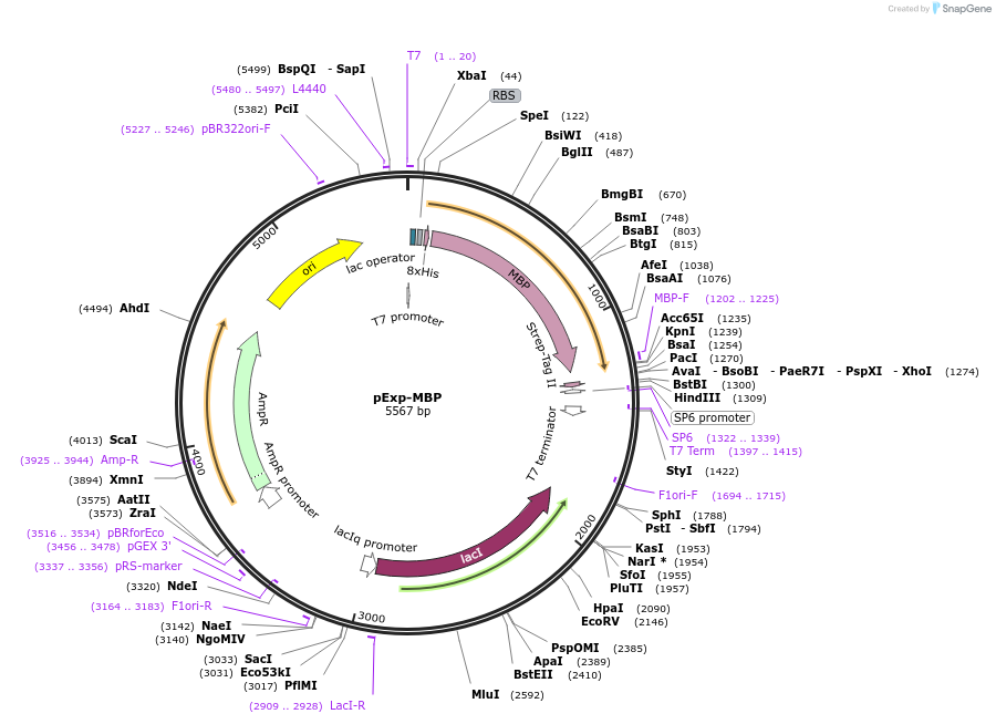 112568-plasmid-map-sequence-id-217224