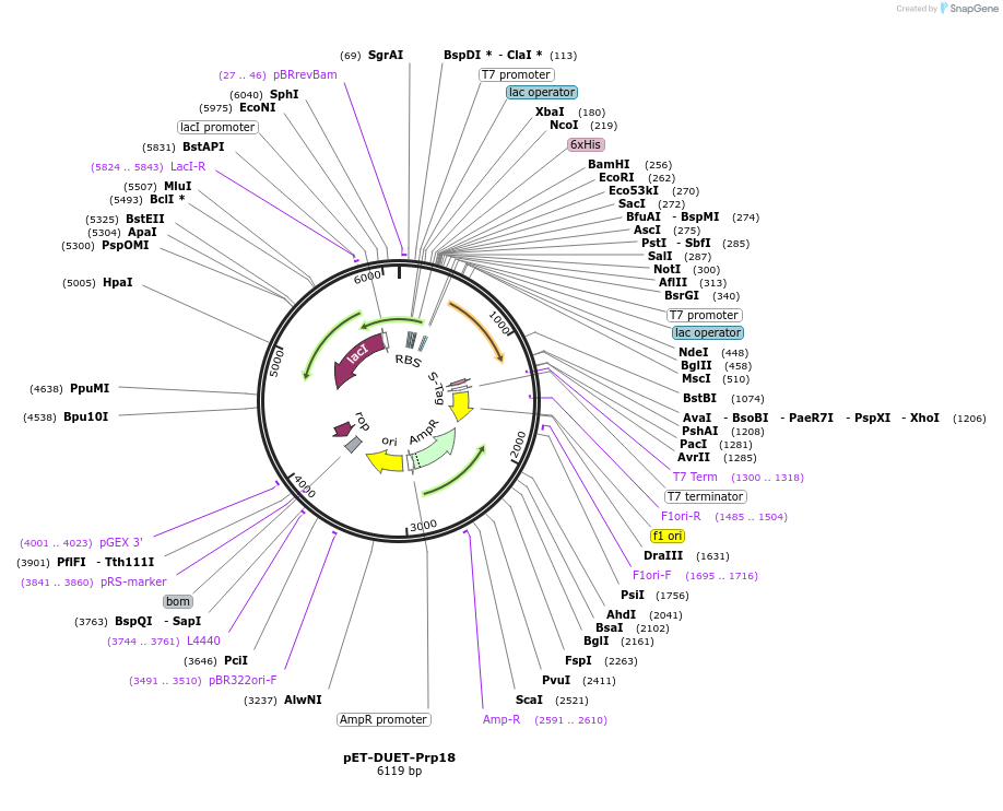 111354-plasmid-map-sequence-id-217231