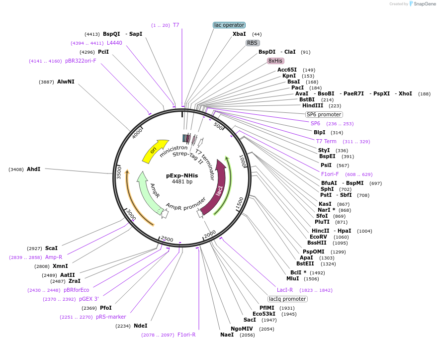 112558-plasmid-map-sequence-id-217235