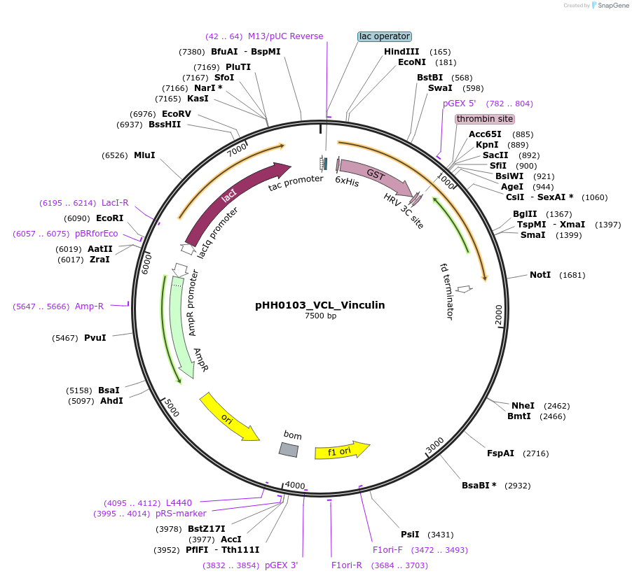 110045-plasmid-map-sequence-id-217236