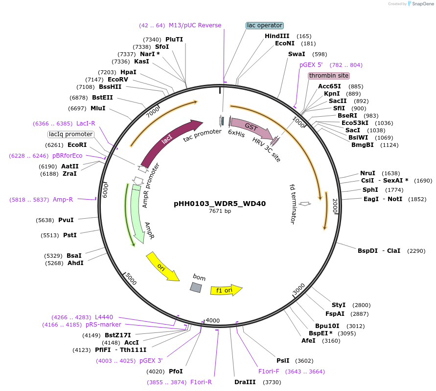110046-plasmid-map-sequence-id-217239