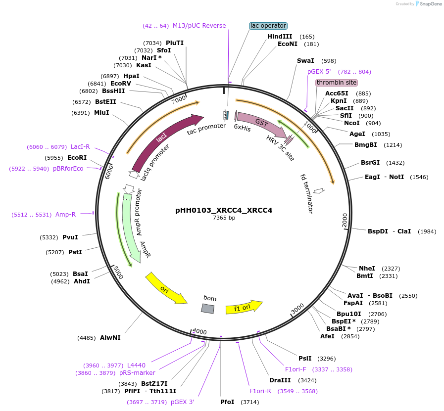110047-plasmid-map-sequence-id-217240