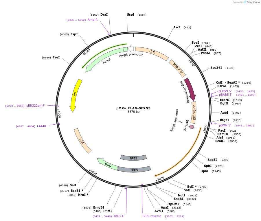 110637-plasmid-map-sequence-id-217244