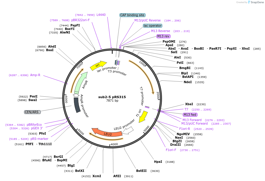111302-plasmid-map-sequence-id-217253