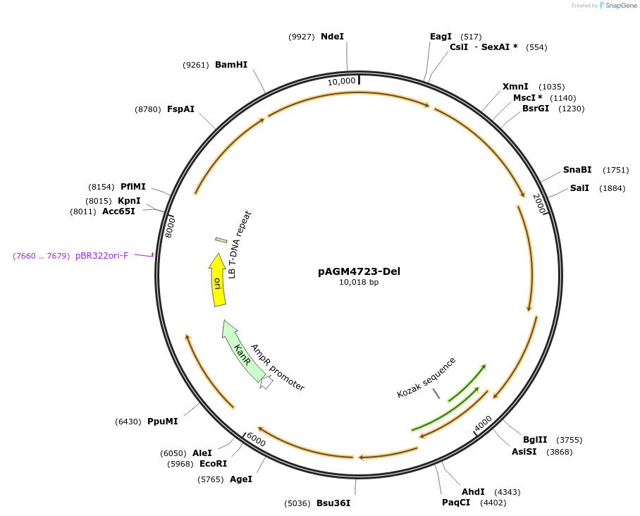 112207-plasmid-map-sequence-id-217260