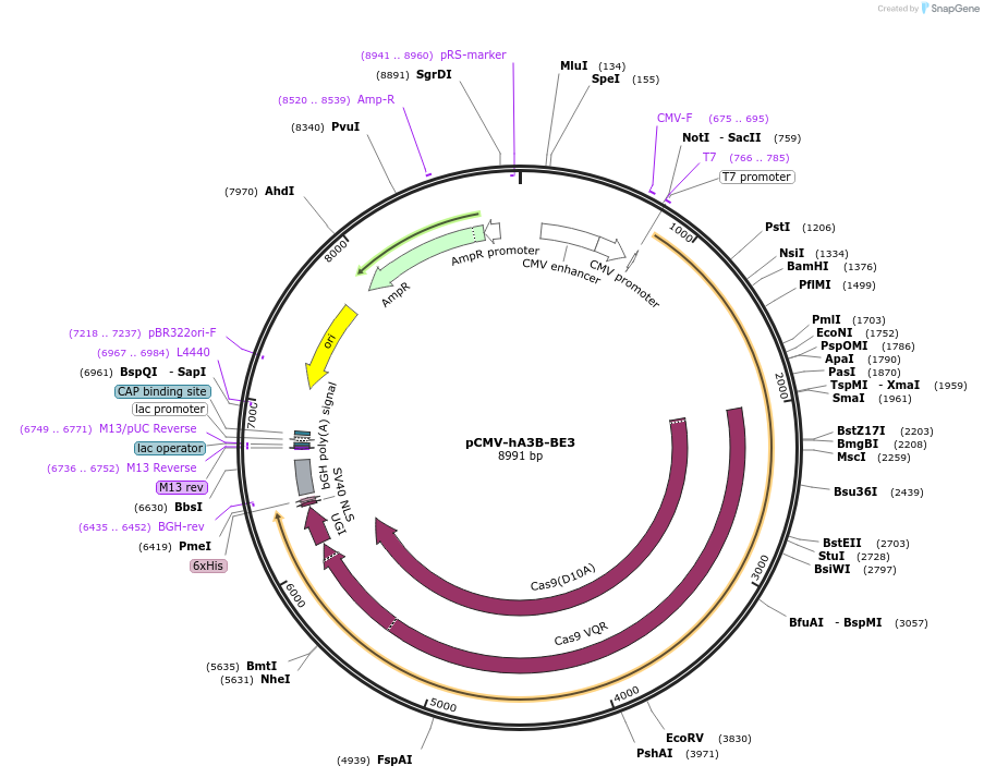 113411-plasmid-map-sequence-id-217267