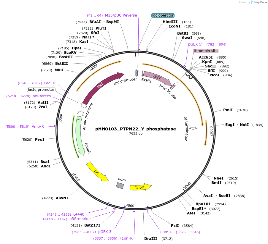 110048-plasmid-map-sequence-id-217269