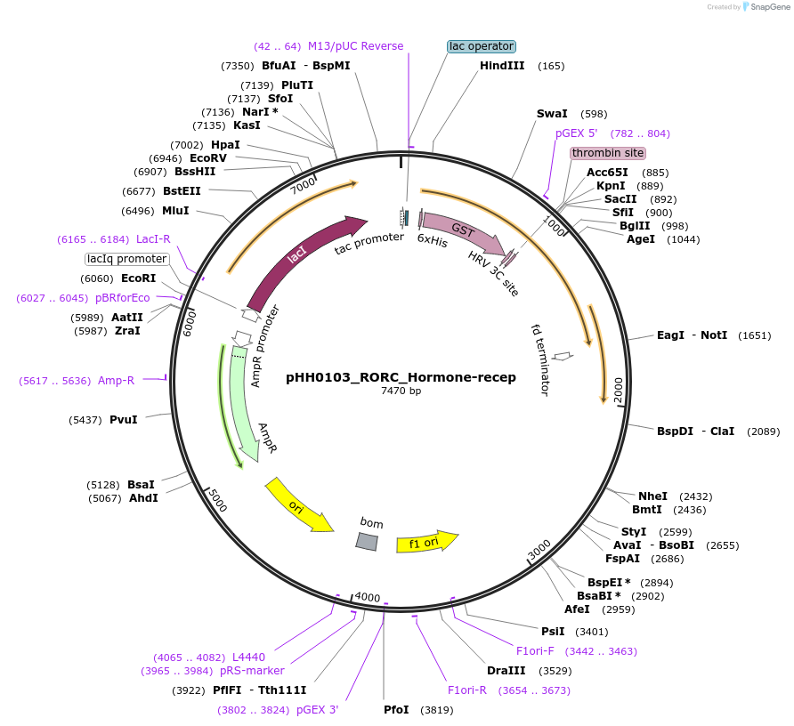 109959-plasmid-map-sequence-id-217271