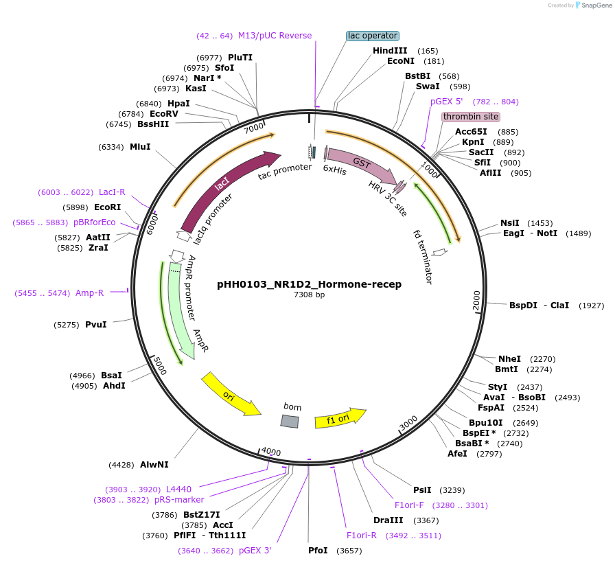 109961-plasmid-map-sequence-id-217276