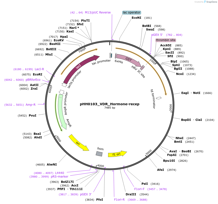 109962-plasmid-map-sequence-id-217277