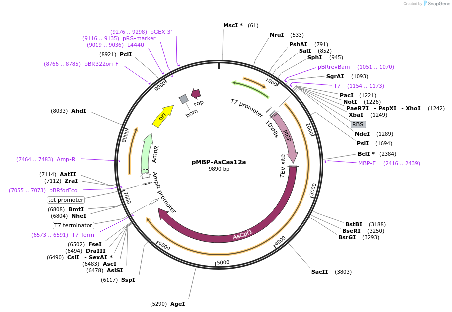 113430-plasmid-map-sequence-id-217290