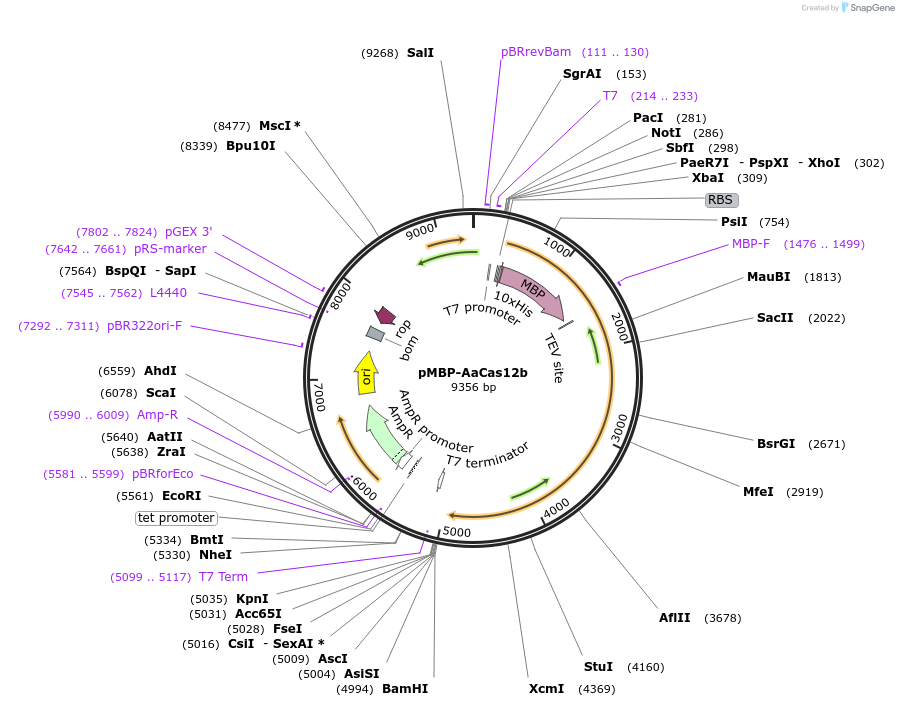 113433-plasmid-map-sequence-id-217292
