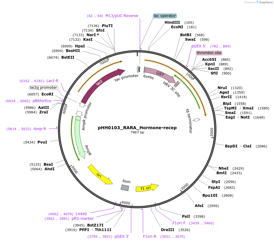 109836-plasmid-map-sequence-id-217296