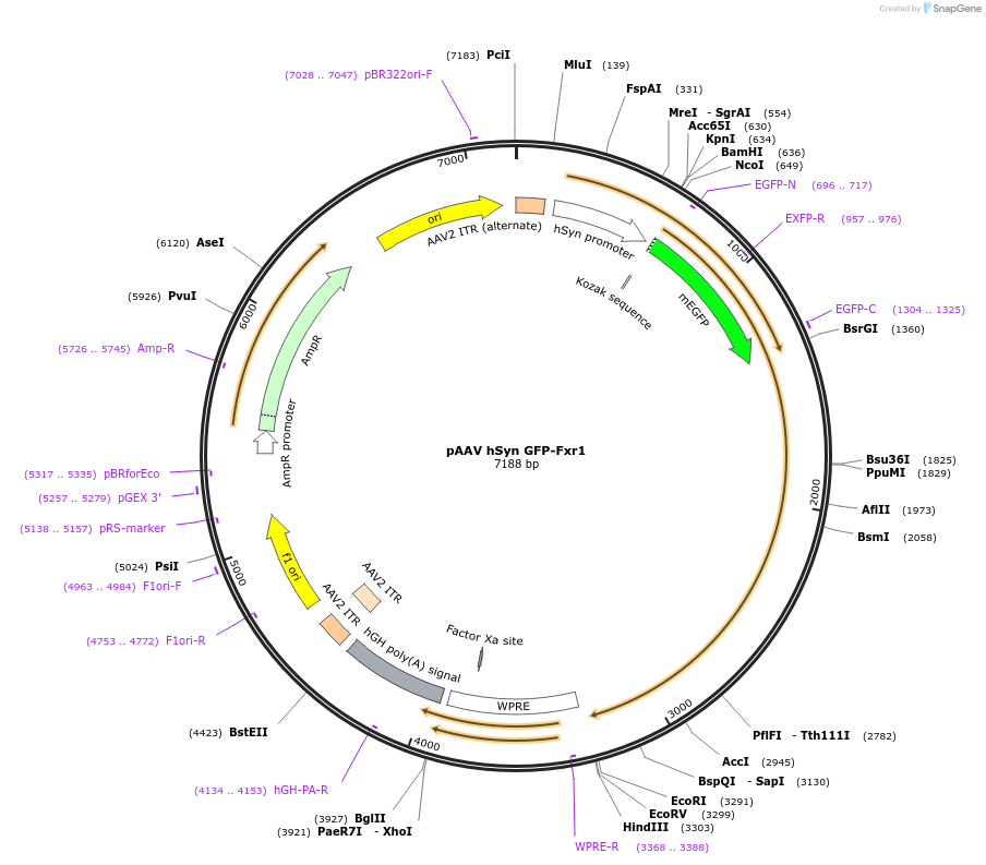 112732-plasmid-map-sequence-id-217315