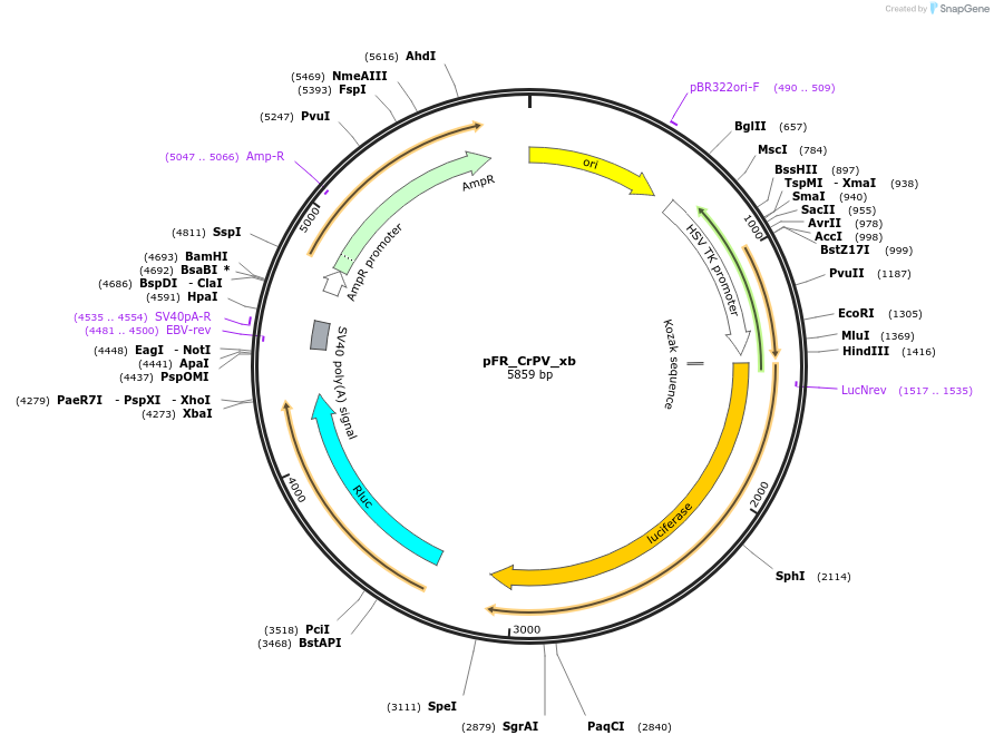 11509-plasmid-map-sequence-id-217335