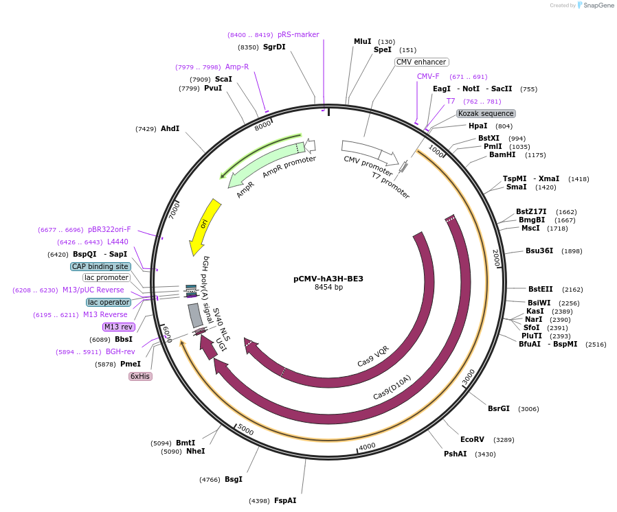 113416-plasmid-map-sequence-id-217354