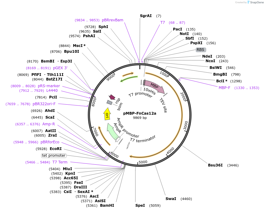 113432-plasmid-map-sequence-id-217356
