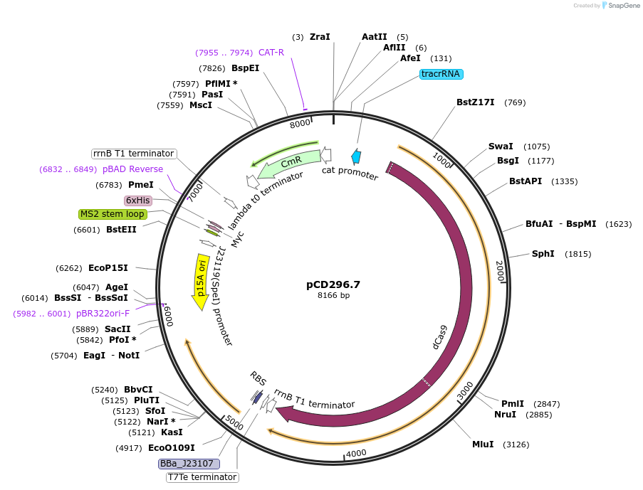 113320-plasmid-map-sequence-id-217358