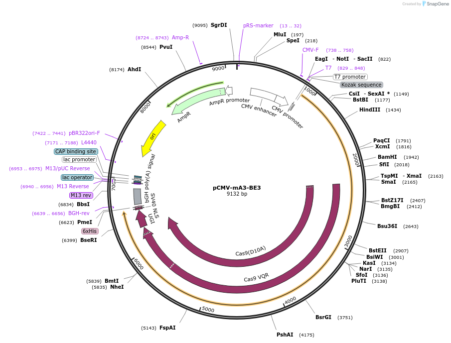 113419-plasmid-map-sequence-id-217360
