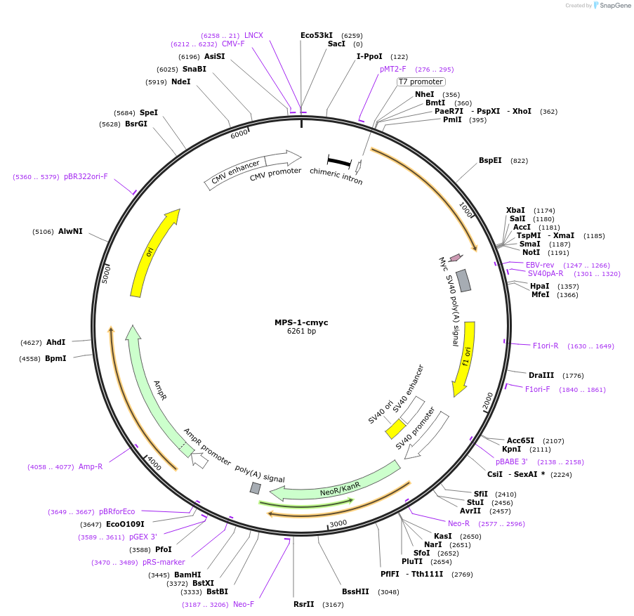 113059-plasmid-map-sequence-id-217362