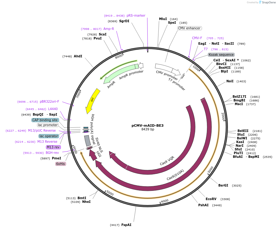 113420-plasmid-map-sequence-id-217363