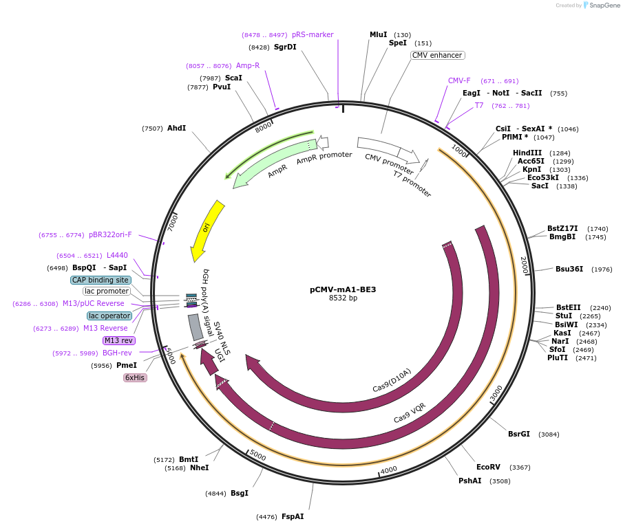 113421-plasmid-map-sequence-id-217365