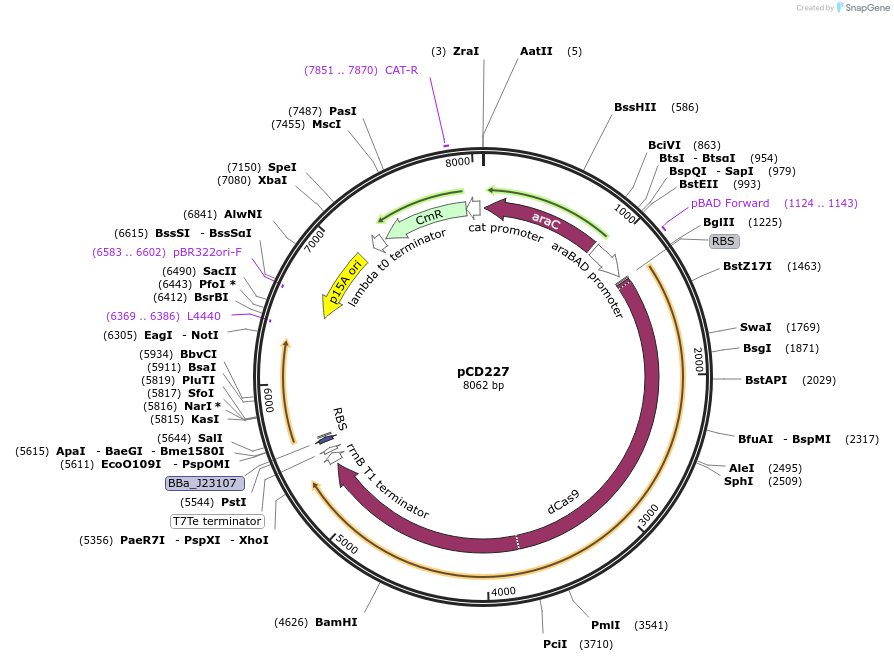 113318-plasmid-map-sequence-id-217366