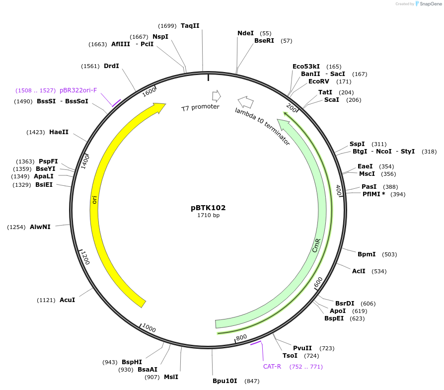 110574-plasmid-map-sequence-id-217367