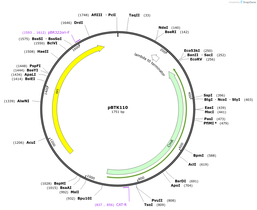 110576-plasmid-map-sequence-id-217368
