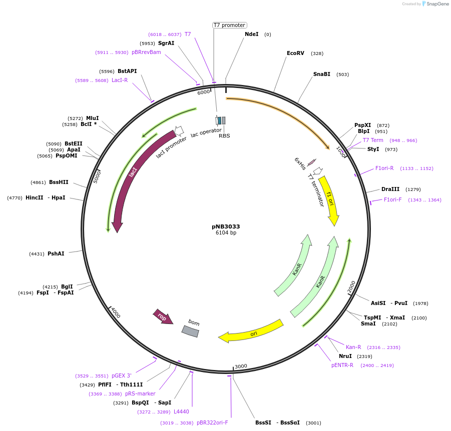 113397-plasmid-map-sequence-id-217374
