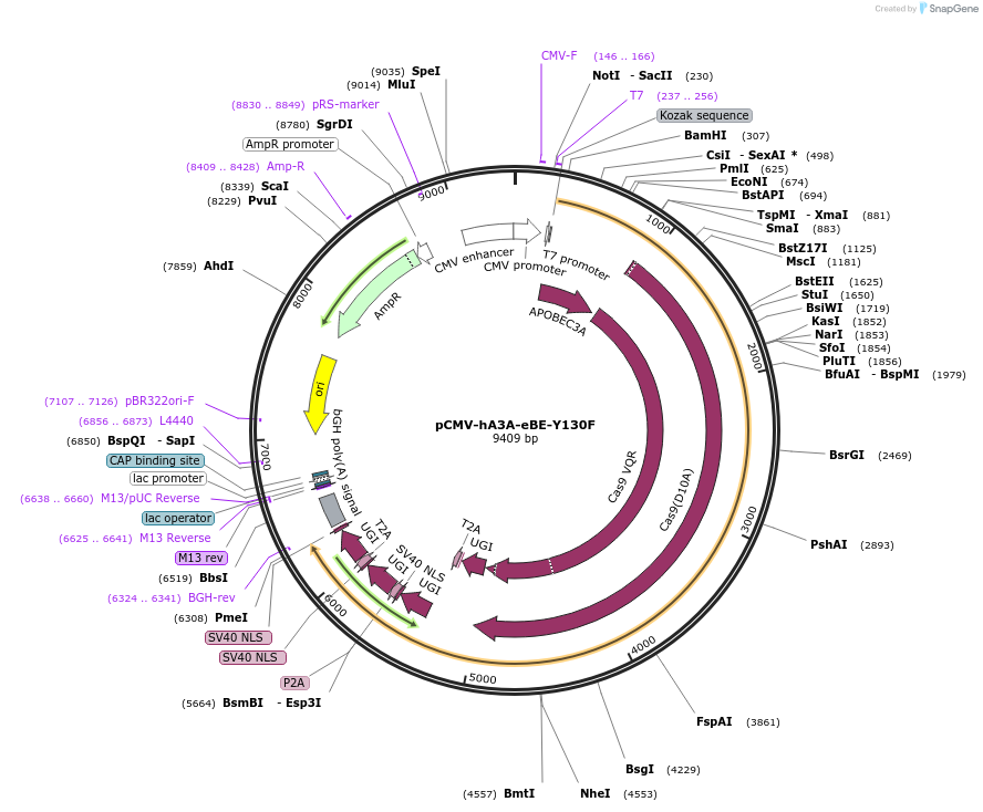 113423-plasmid-map-sequence-id-217432