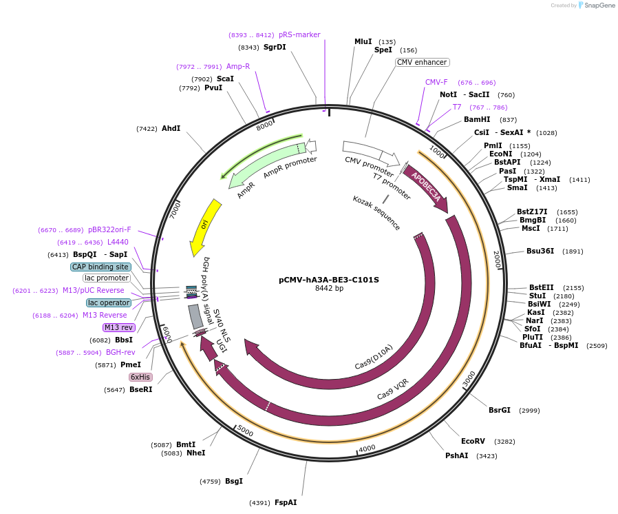 113426-plasmid-map-sequence-id-217434