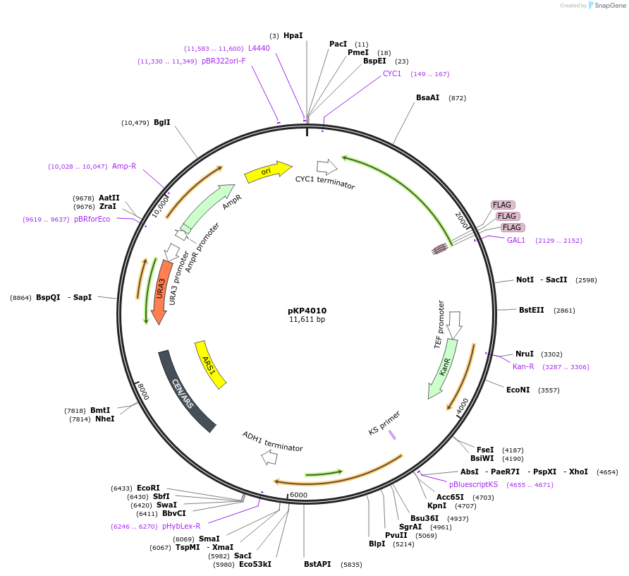 113336-plasmid-map-sequence-id-217436