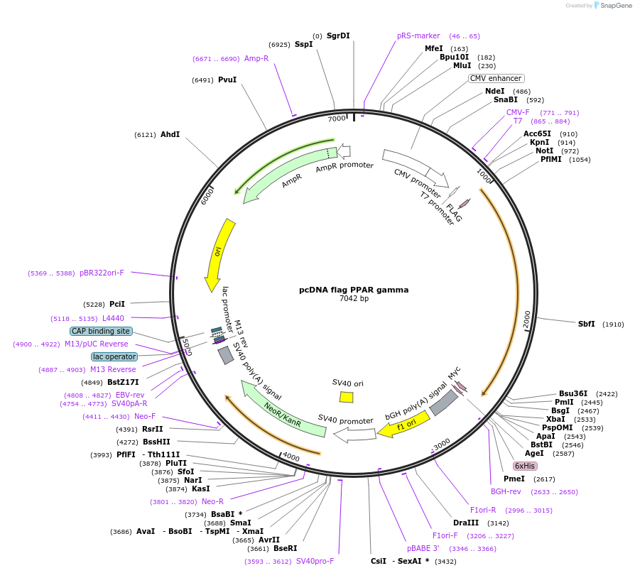 8895-plasmid-map-sequence-id-217443