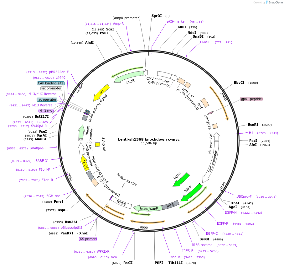 29435-plasmid-map-sequence-id-217444