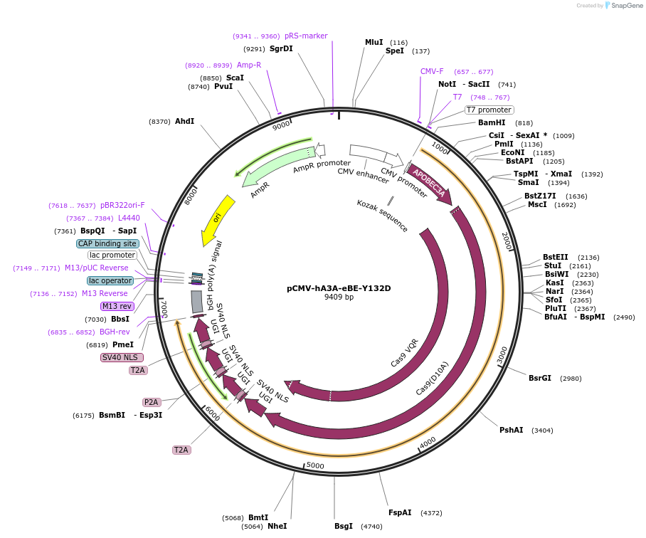 113429-plasmid-map-sequence-id-217446
