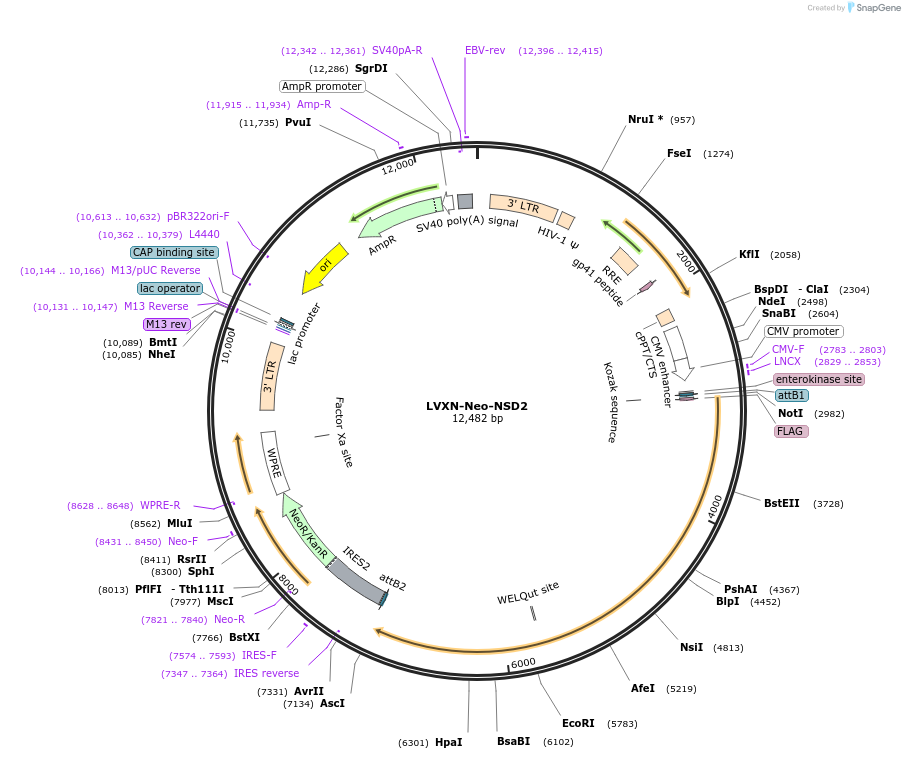 86010-plasmid-map-sequence-id-217468